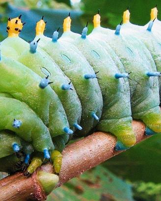 Bruchi della farfalla ?Hyalophora cecropia