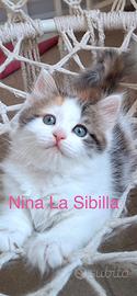 Gattini siberiani con Pedigree