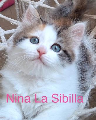 Gattini siberiani con Pedigree