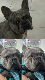 Bulldog francese Merle