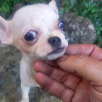 Cuccioli chihuahua toy