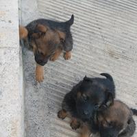 Cuccioli meticci di taglia media maschi