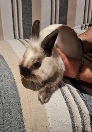 Coniglietto nano bravissimo