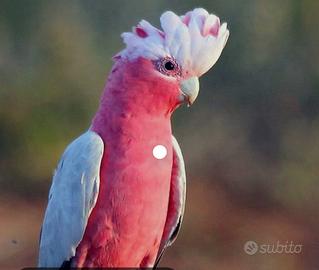 Cacatua roseicapilla