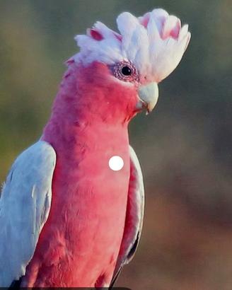Cacatua roseicapilla