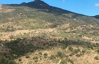 Cefalù (vicino Castelbuono) - Oliveto 8 Ha