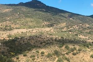 Cefalù (vicino Castelbuono) - Oliveto 8 Ha