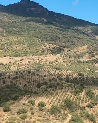 Cefalù (vicino Castelbuono) - Oliveto 8 Ha