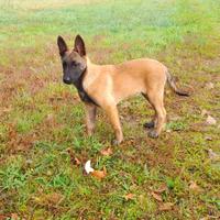 Cuccioli Pastore belga Malinois