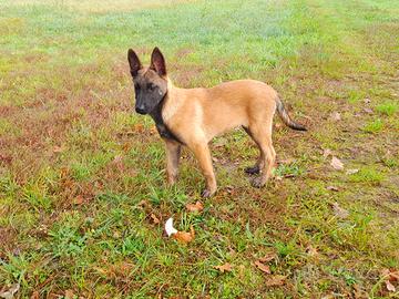 Cuccioli Pastore belga Malinois