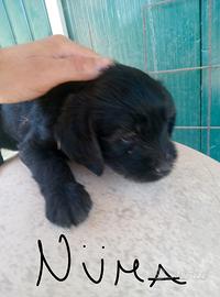 Cagnolini dolcissimi