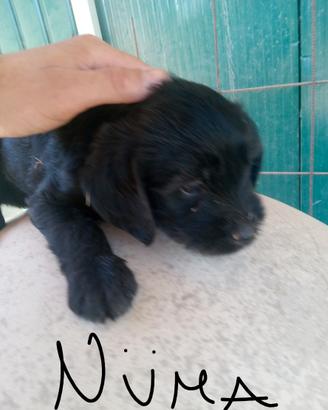 Cagnolini dolcissimi