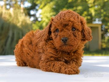Cucciola femmina di Barboncino rosso