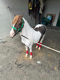 Pony castrone