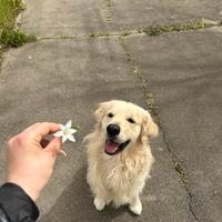 Golden retriever maschio inglese per monta