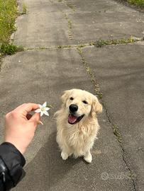 Golden retriever maschio inglese per monta