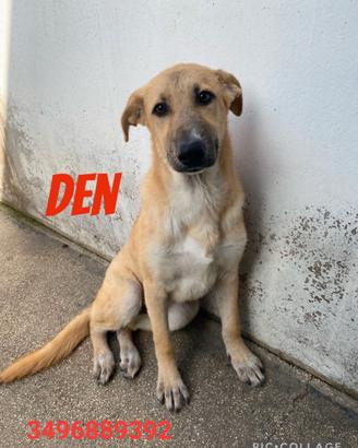 Tre cuccioli in canile