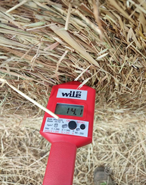 Foraggio avena loietto