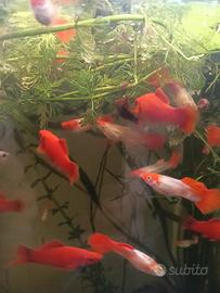 Guppy koy.4 euro .Platy marble.6 Euro