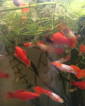 Guppy koy.4 euro .Platy marble.6 Euro