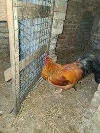 Gallo brahma
