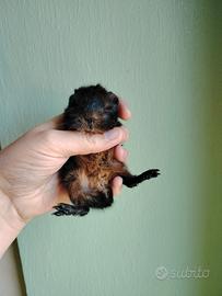 Peruviano - porcellini d'india