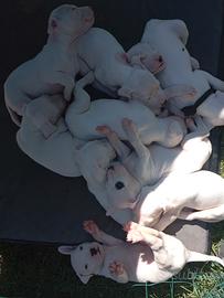 dogo argentino ultimi  disponibili
