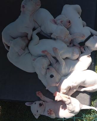 dogo argentino ultimi  disponibili