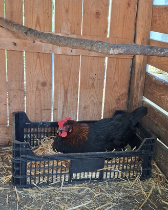 Marans Nero Ramato