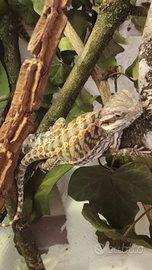 Pogona ( drago barbuto)