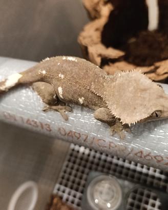 Geco Ciliatus - Axanthic Hypo