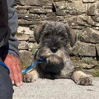 Cucciolata Schnauzer Medi Pepe e Sale