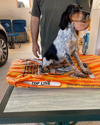 Setter Inglese cuccioli