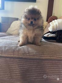 SPITZ POMERANIA Pedigree