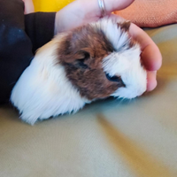 Cavie peruviane di diversi colori max di 5mesi