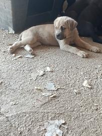 Cane corso