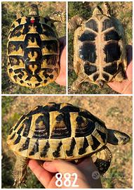 Femmina Testudo hermanni boettgeri tartaruga terra