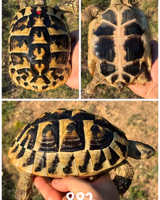 Femmina Testudo hermanni boettgeri tartaruga terra