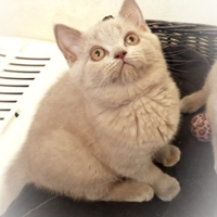 Principi e Principesse di BRITISH SHORTHAIR