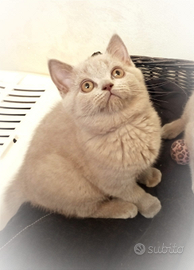 Principi e Principesse di BRITISH SHORTHAIR