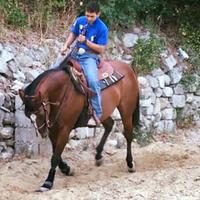Cavalla quarter horse