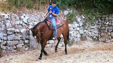 Cavalla quarter horse