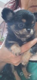cucciolo chihuahua 