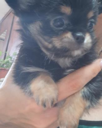 cucciolo chihuahua 