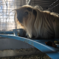 Cavia Peruvia Coronet