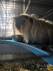 Cavia Peruvia Coronet