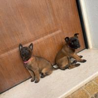 Pastore Belga Malinois pedigree ENCI