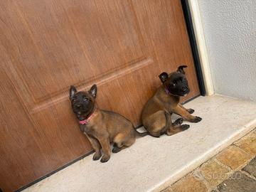 Pastore Belga Malinois pedigree ENCI