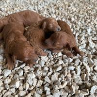 Barboncini mini toy red