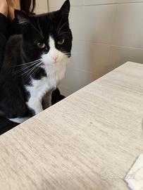 Gatto miao